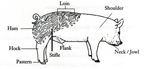 Diagram of swine body parts.